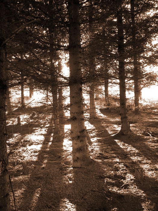 Forest Close Up - Before.
